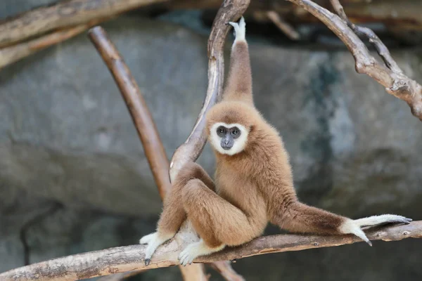 Gibbons on branch. — Stock Photo, Image