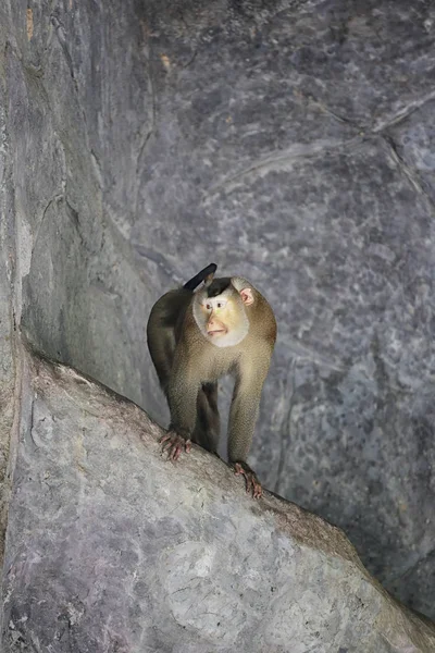 Macaco dalla coda di maiale meridionale sul ramo . — Foto Stock