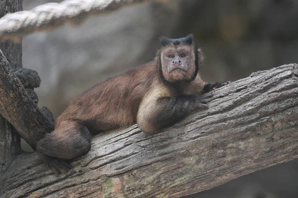 Vadon élő állatok majom ágon. — Stock Fotó