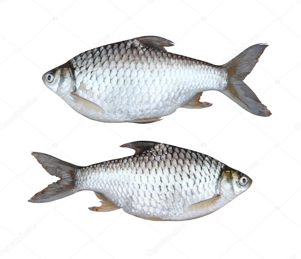 silver carp freshwater fish isolated on white background.