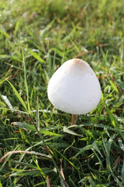 Zehirlenme yeşil çimenlerin üzerinde büyüyen mantar.