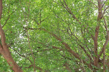 bakış açısı bahçedeki ağacın altında.