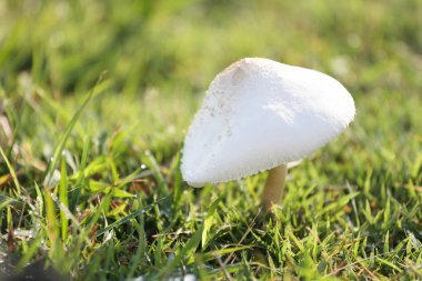 Zehirlenme yeşil çimenlerin üzerinde büyüyen mantar.