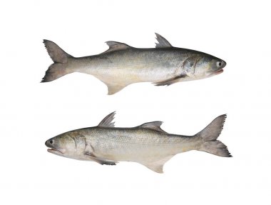 Taze 4parmakli threadfin veya Hint somon üzerinde izole WHI balık