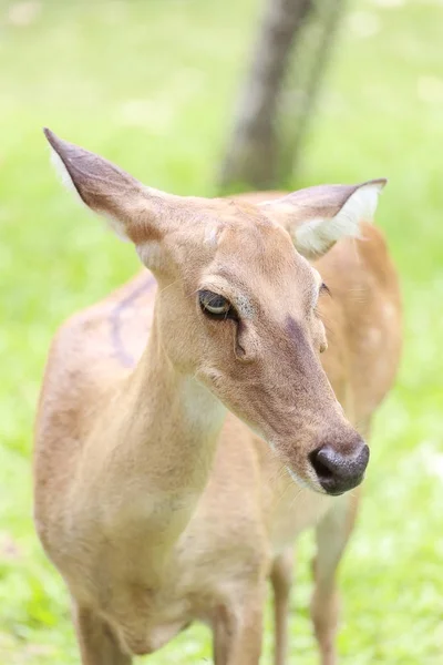 Cabeza de ciervo marrón en trópicos . —  Fotos de Stock