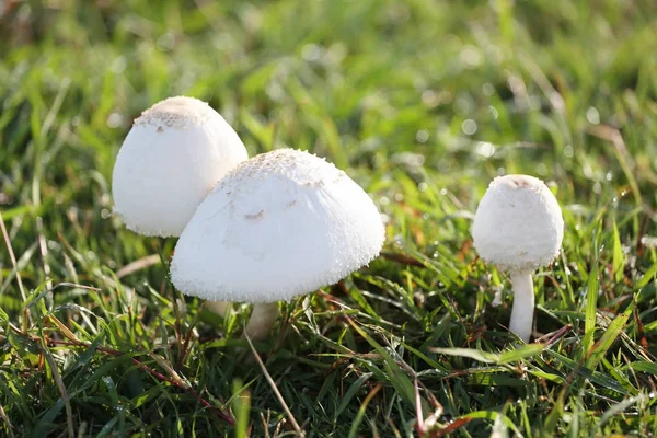 Envenenamiento por hongos creciendo en césped verde . — Foto de Stock