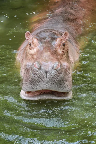 Бегемот в воде природы . — стоковое фото