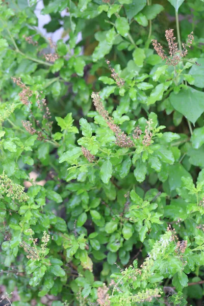 Green leaf of Basil or sweet basil. — Stock Photo, Image