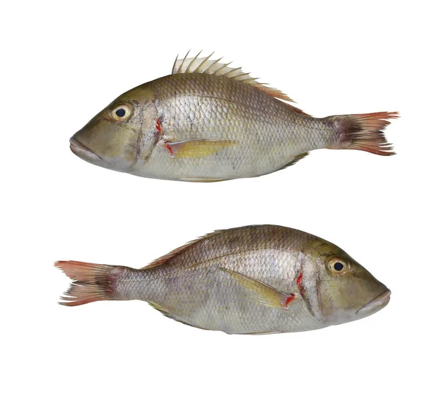 Lethrinus lentjan 또는 분홍색 귀 황제 물고기. — 스톡 사진
