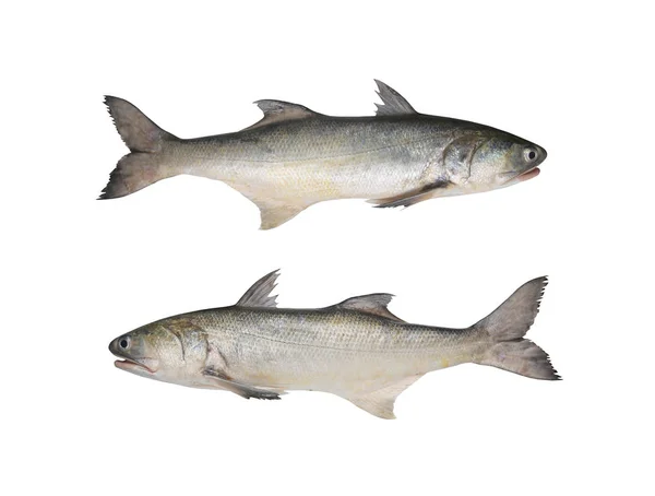 Fresh fourfinger threadfin or Indian salmon fish isolated on whi — Stock Photo, Image