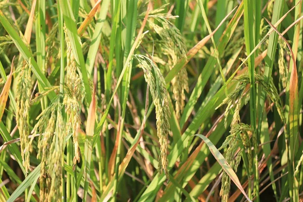 Planta de arroz verde en las zonas agrícolas de Tailandia . — Foto de Stock