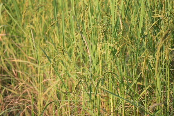 Planta de arroz verde nas áreas agrícolas na Tailândia . — Fotografia de Stock