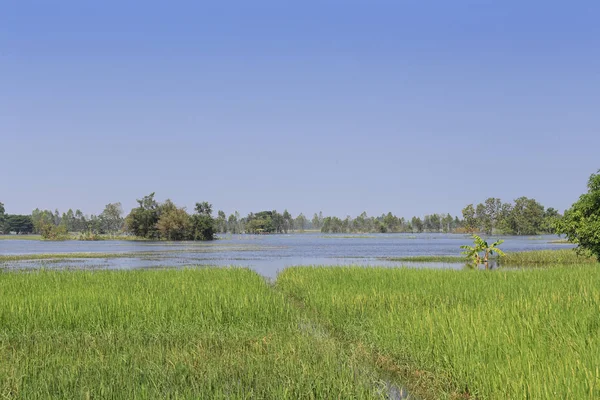 Vodní záplavy rýžových polí v Thajsku. — Stock fotografie