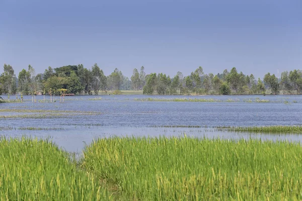 Wasser überflutet Reisfelder in Thailand. — Stockfoto
