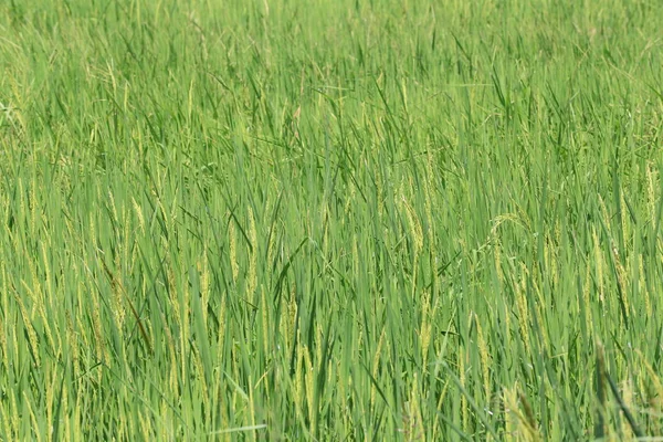 Yeşil pirinç bitki Tarımsal alanlarda Tayland. — Stok fotoğraf