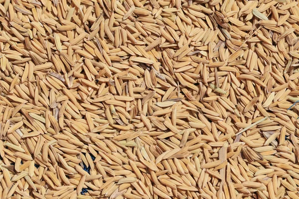Nyers rizs vetőmag vagy a hántolatlan háttér előtt, betakarítás után. — Stock Fotó