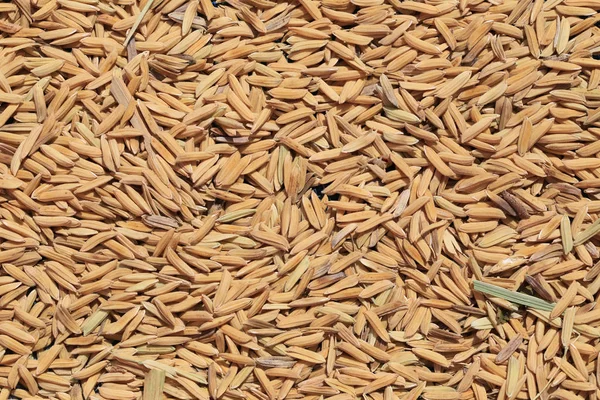 Nyers rizs vetőmag vagy a hántolatlan háttér előtt, betakarítás után. — Stock Fotó