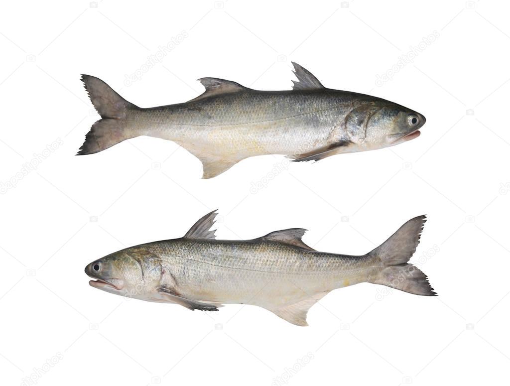 Fresh fourfinger threadfin or Indian salmon fish isolated on whi