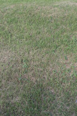 Arazi ve yeşil çim doğa arka plan.