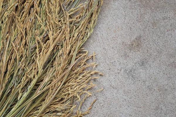 Rijst plant wordt geplaatst op de betonnen vloer. — Stockfoto