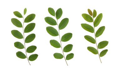 Taze yeşil yeşillik veya tropikal yaprak üzerinde beyaz adam izole