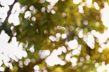 Soyut doğa bulanık bokeh arka plan.