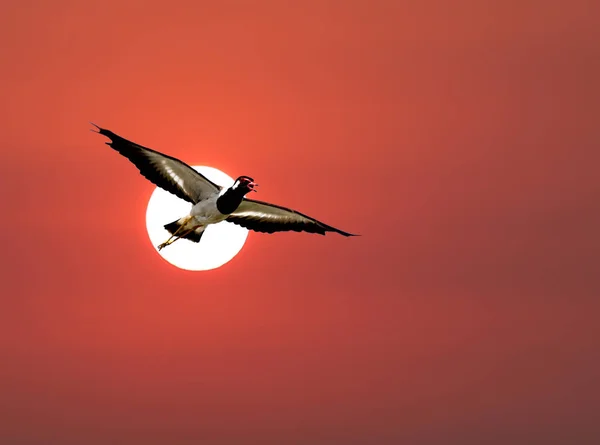 Uccelli stanno volando fuori dal nido per trovare cibo al mattino su s — Foto Stock