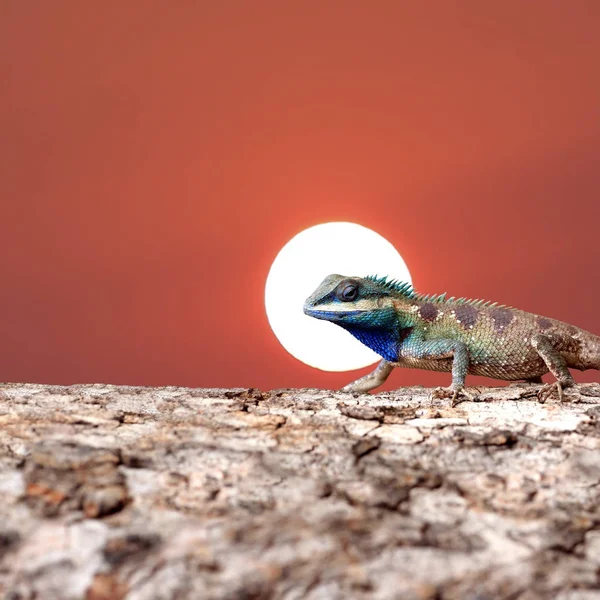 Lagarto tropical De pie sobre el tronco del árbol . — Foto de Stock