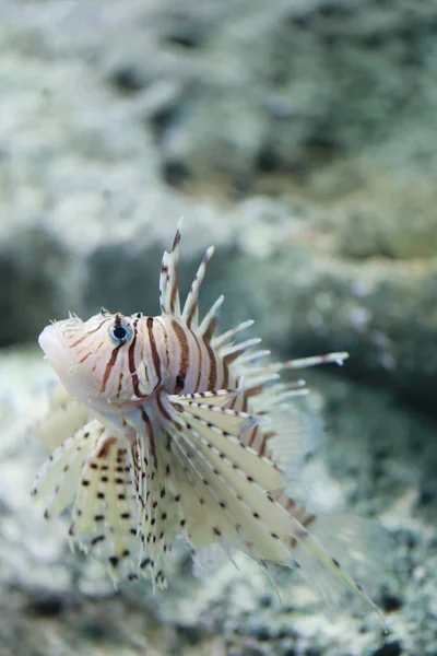 Los peces leones nadan en el arrecife de coral . — Foto de Stock