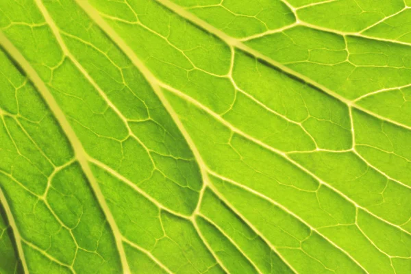매크로 녹색 잎 텍스처의 표면 특성. — 스톡 사진