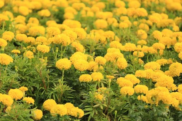 Yellow Marigold flower bloom. — Stock Photo, Image