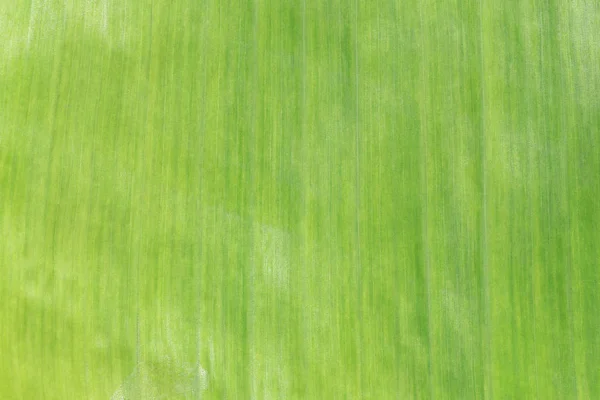 Surface vert vif des feuilles de banane . — Photo