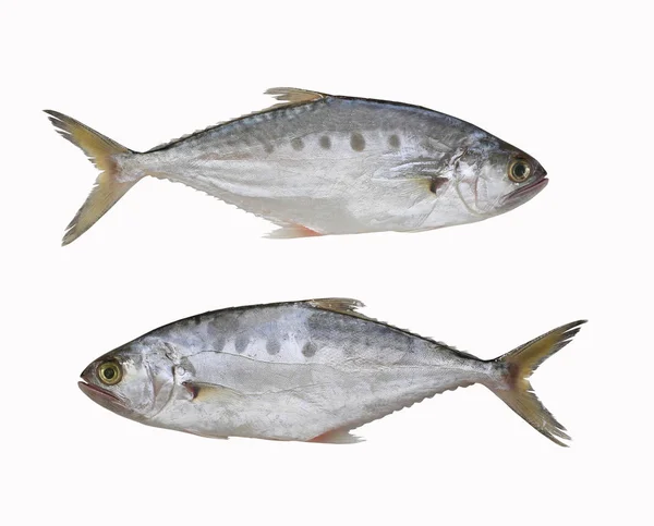 Verse Talang queenfish vis geïsoleerd op witte achtergrond. — Stockfoto