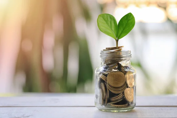 Glass bottle to put money and have leaf of seedlings on wooden f — Stock Photo, Image
