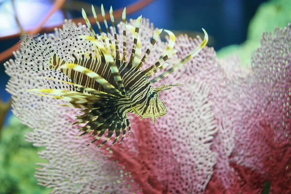 Los peces leones nadan en el arrecife de coral . — Foto de Stock