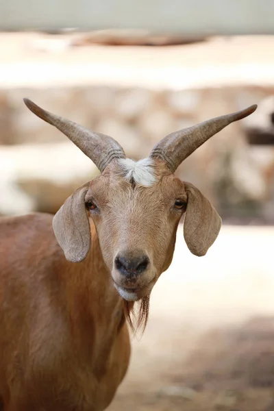 Focus of face goats. — Stock Photo, Image