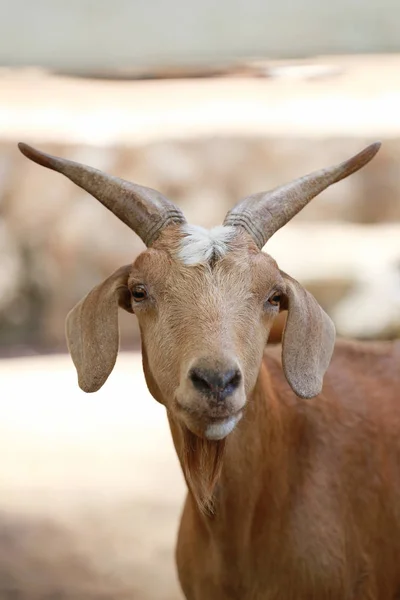 Focus of face goats. — Stock Photo, Image