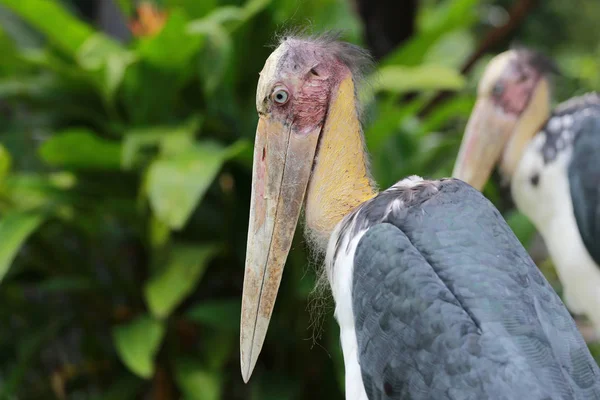 Lesser adjutant stork tropikerna fågel. — Stockfoto