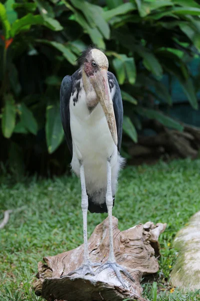 Cicogna aiutante minore di uccelli tropicali . — Foto Stock