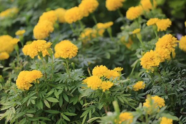 Gele Goudsbloem bloem bloei. — Stockfoto