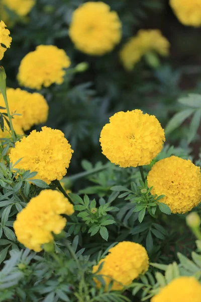 黄万寿菊花开花. — 图库照片