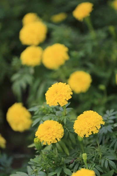 黄万寿菊花开花. — 图库照片