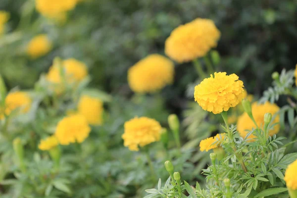 黄万寿菊花开花. — 图库照片