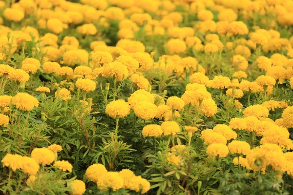 Yellow Marigold flower bloom. — Stock Photo, Image