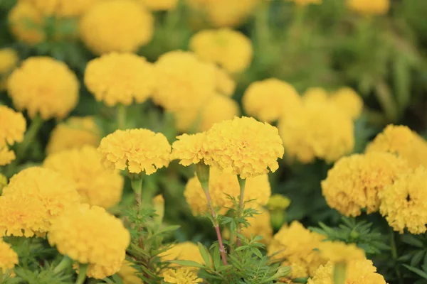 Żółty kwiat kwiat nagietka. — Zdjęcie stockowe