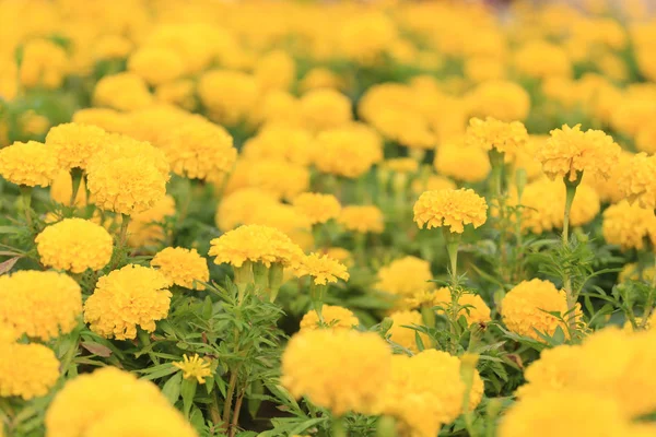 Żółty kwiat kwiat nagietka. — Zdjęcie stockowe