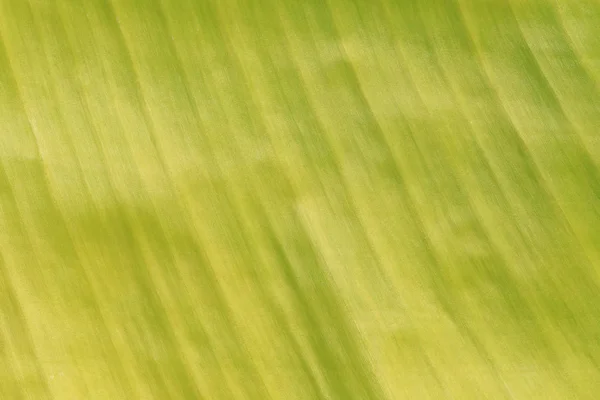 Superfície verde brilhante de folhas de banana . — Fotografia de Stock