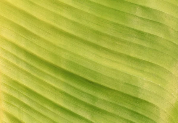Яскраво-зелена поверхня листя банана . — стокове фото