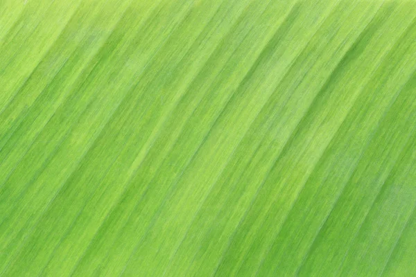 バナナの水面の明るい緑の葉します。. — ストック写真
