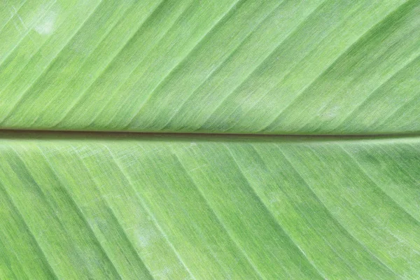 Superficie verde brillante de hojas de plátano . — Foto de Stock